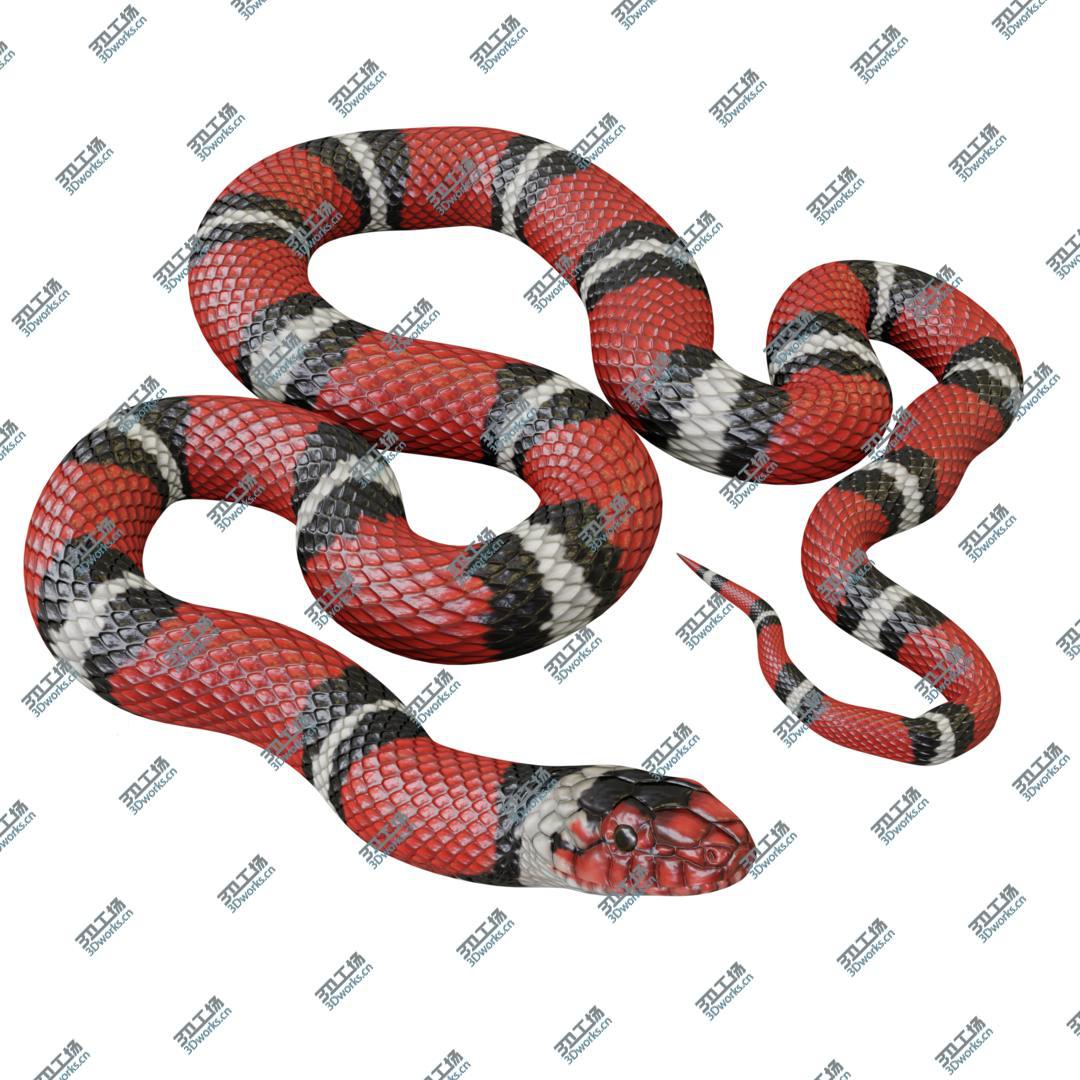images/goods_img/20210319/3D Animated Scarlet Kingsnake model/1.jpg